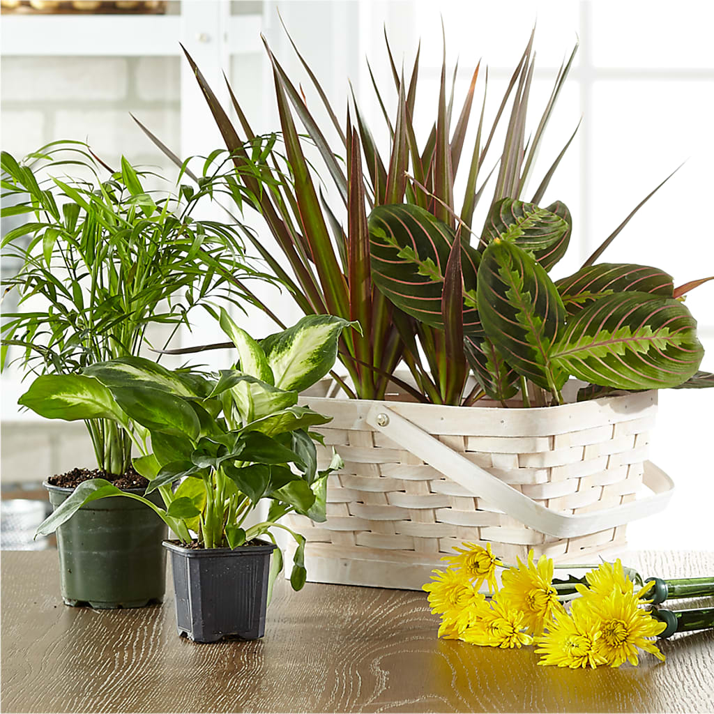 Florist Designed Blooming and Green Plants in a Basket – Oak Ridge Floral Company Llc, Oak Ridge TN