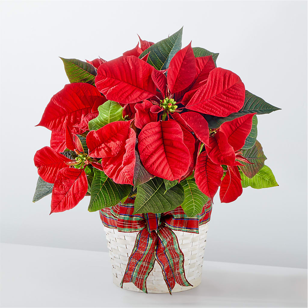 Happiest Holidays Poinsettia – Oak Ridge Floral Company Llc, Oak Ridge TN