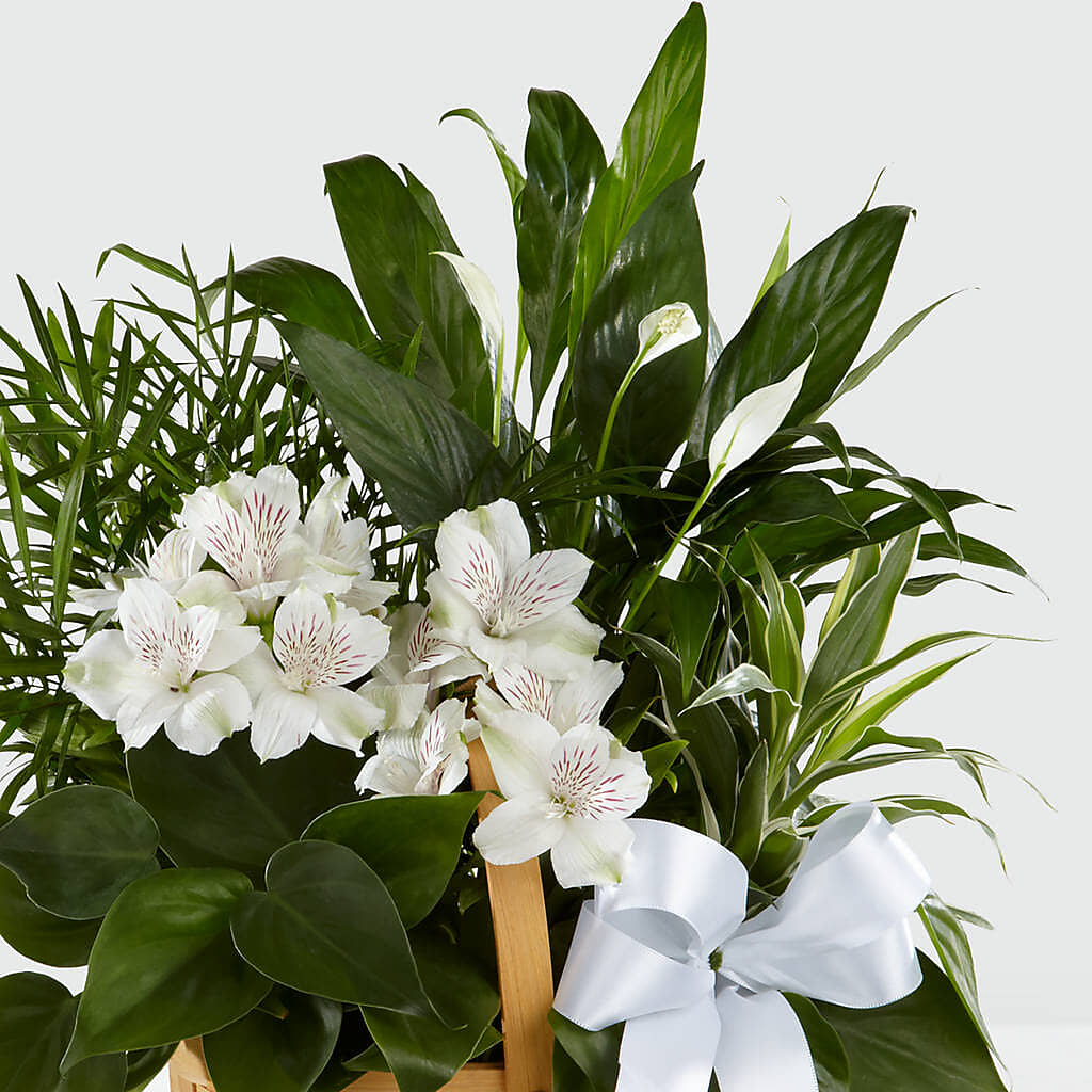 Peace & Serenity Dishgarden – Oak Ridge Floral Company Llc, Oak Ridge TN