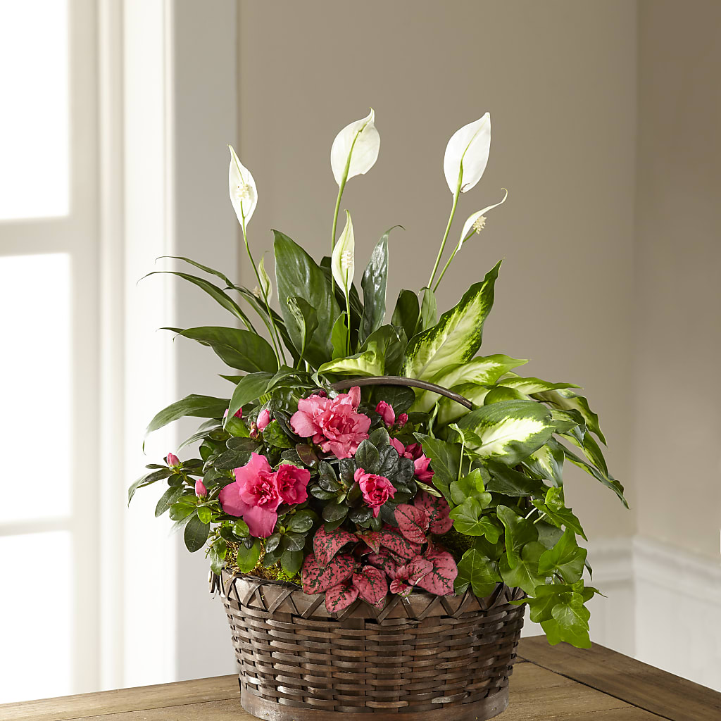 Dream in Pink Dishgarden – Oak Ridge Floral Company Llc, Oak Ridge TN