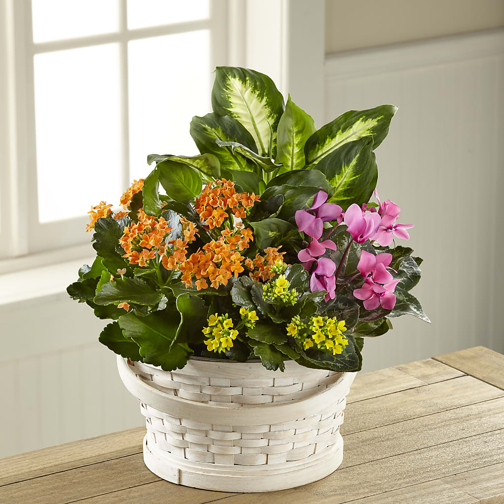 Color Crush Dishgarden – Oak Ridge Floral Company Llc, Oak Ridge TN