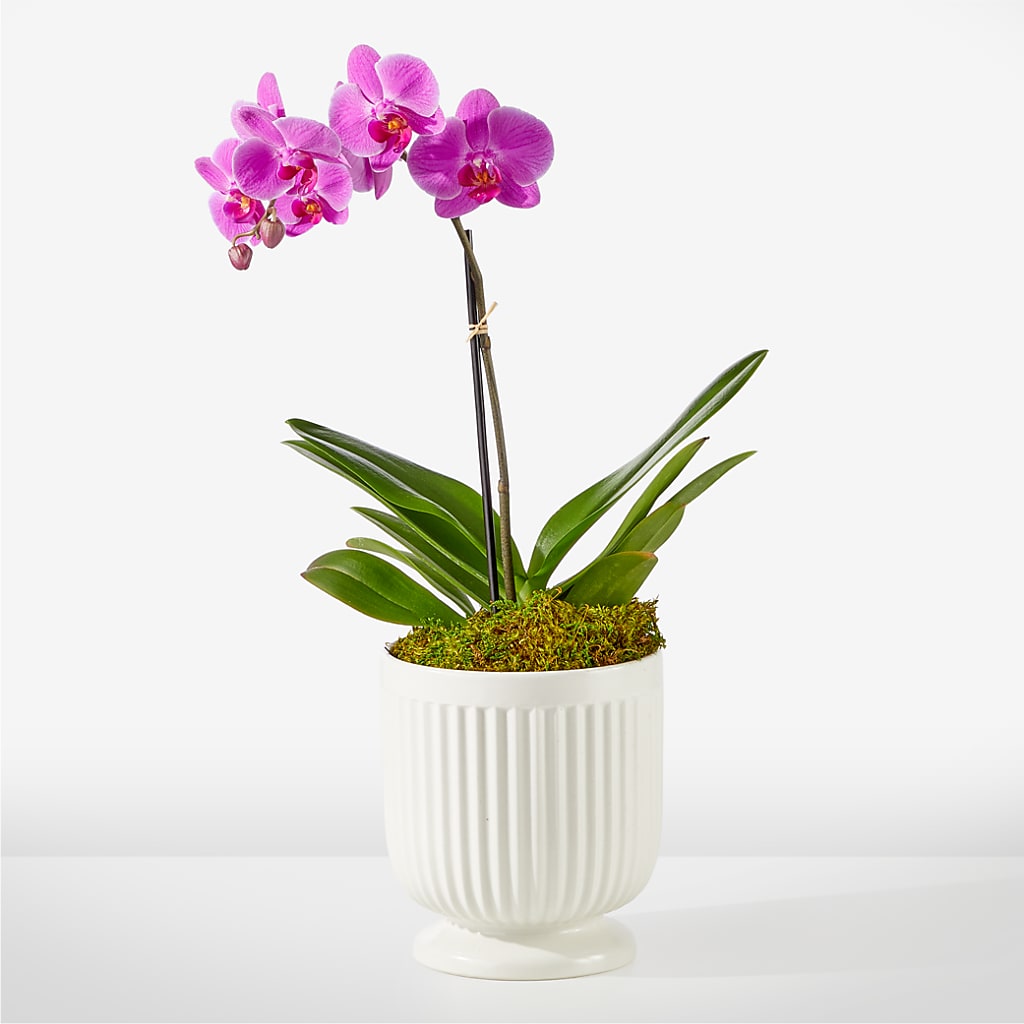 Friendly Fuchsia Orchid – Oak Ridge Floral Company Llc, Oak Ridge TN