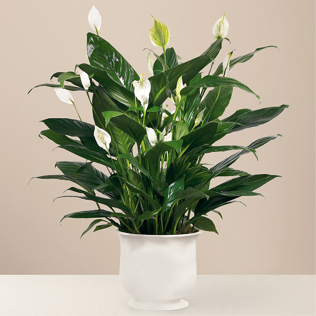 Comfort Planter – Oak Ridge Floral Company Llc, Oak Ridge TN