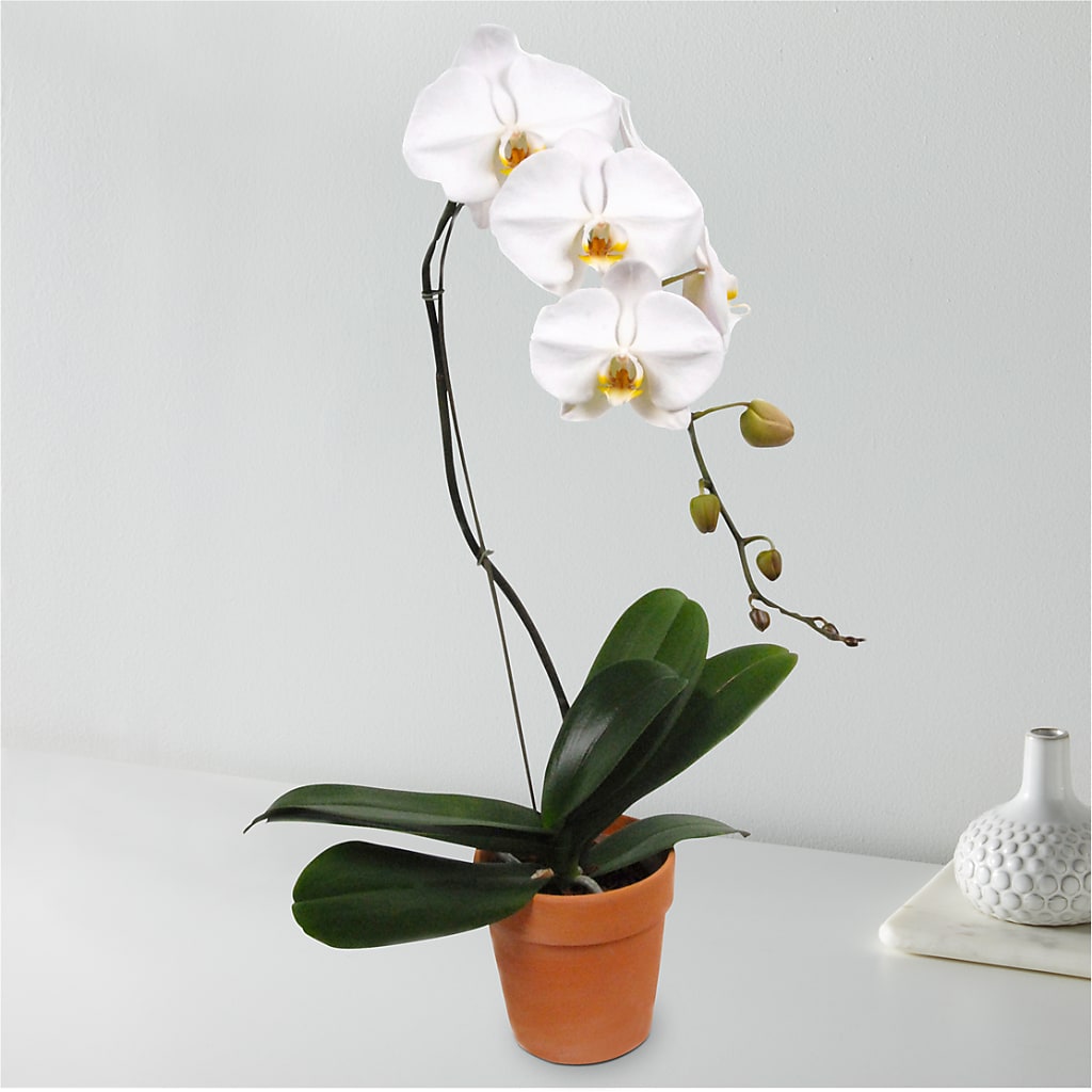White Cascading Orchid – Oak Ridge Floral Company Llc, Oak Ridge TN