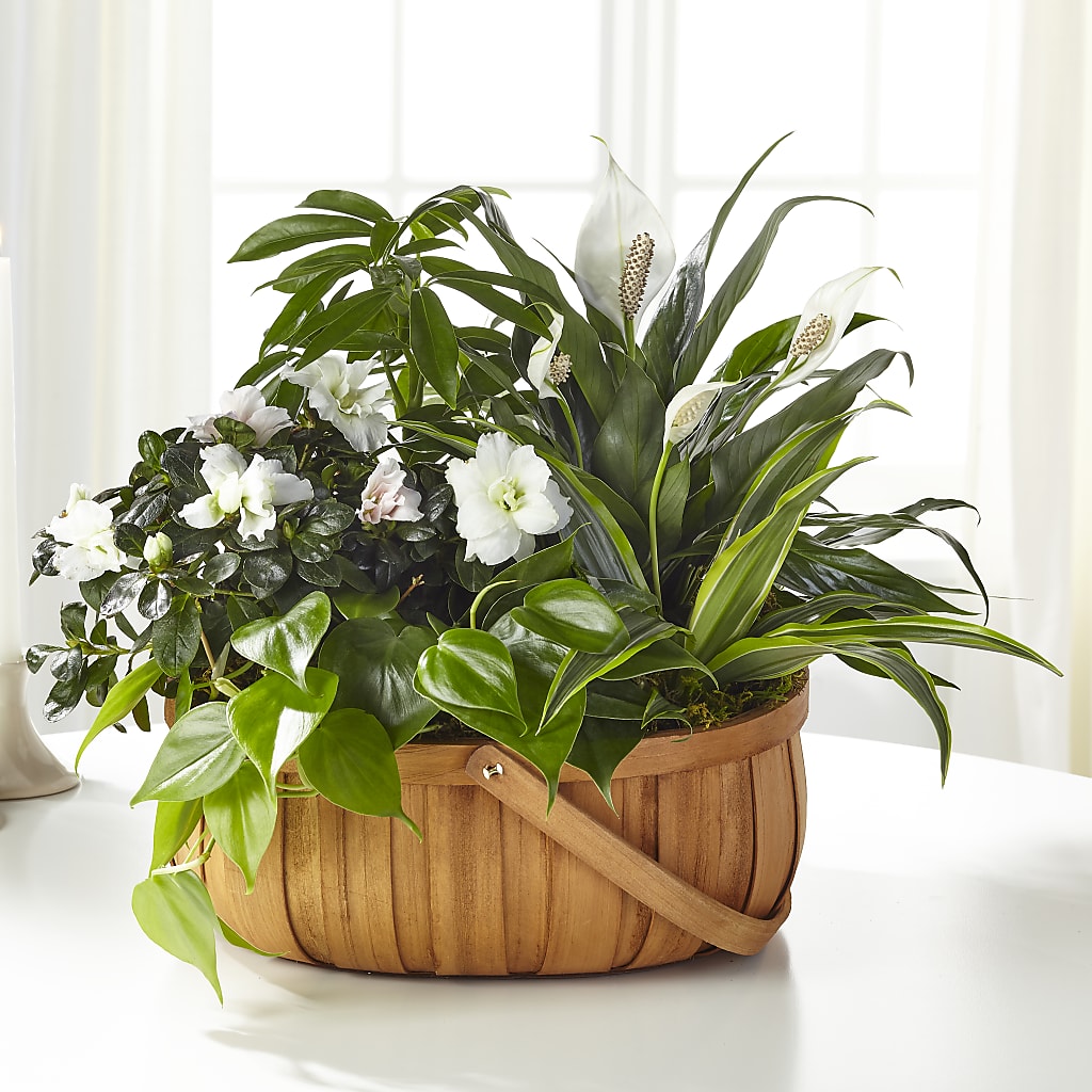 Serene Dishgarden – Oak Ridge Floral Company Llc, Oak Ridge TN