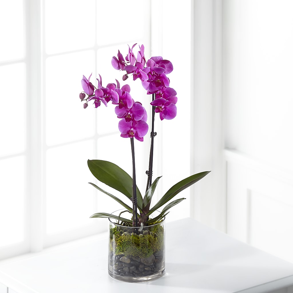 Pink Orchid Plant – Oak Ridge Floral Company Llc, Oak Ridge TN