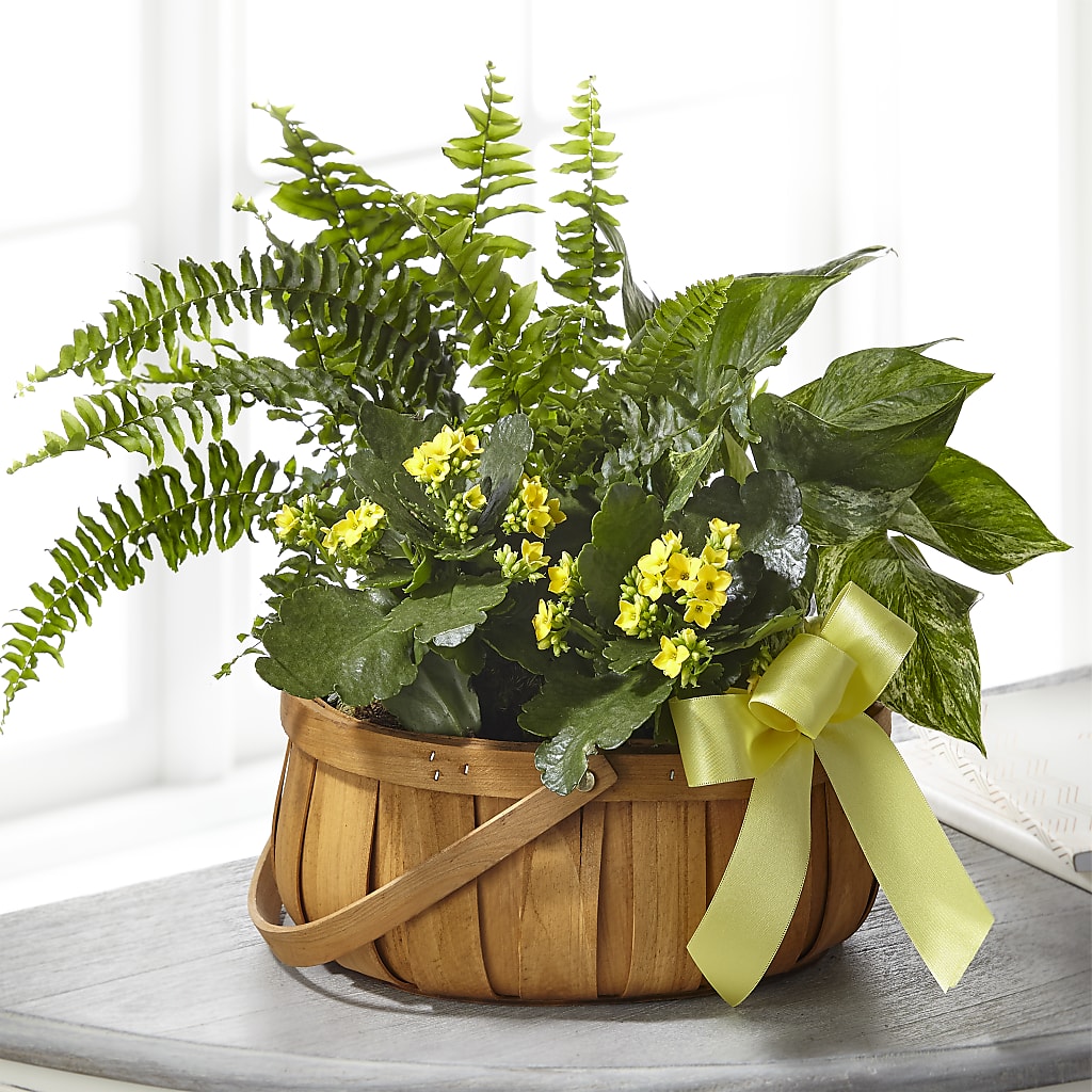 Always Dear Dishgarden – Oak Ridge Floral Company Llc, Oak Ridge TN