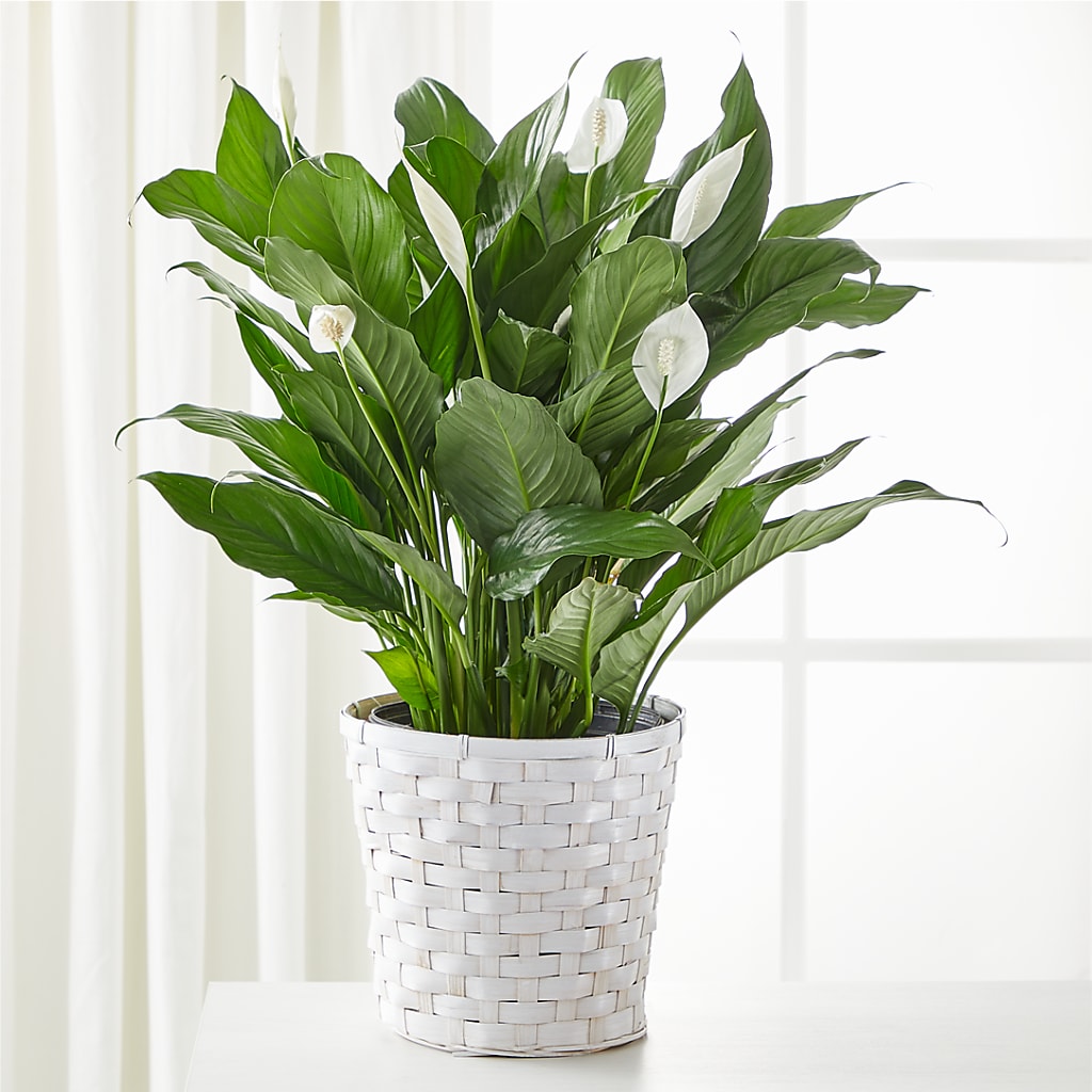A New Leaf Peace Lily – Oak Ridge Floral Company Llc, Oak Ridge TN