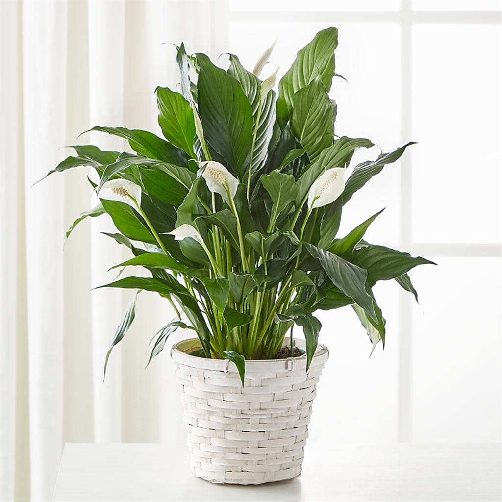 A New Leaf Peace Lily – Oak Ridge Floral Company Llc, Oak Ridge TN