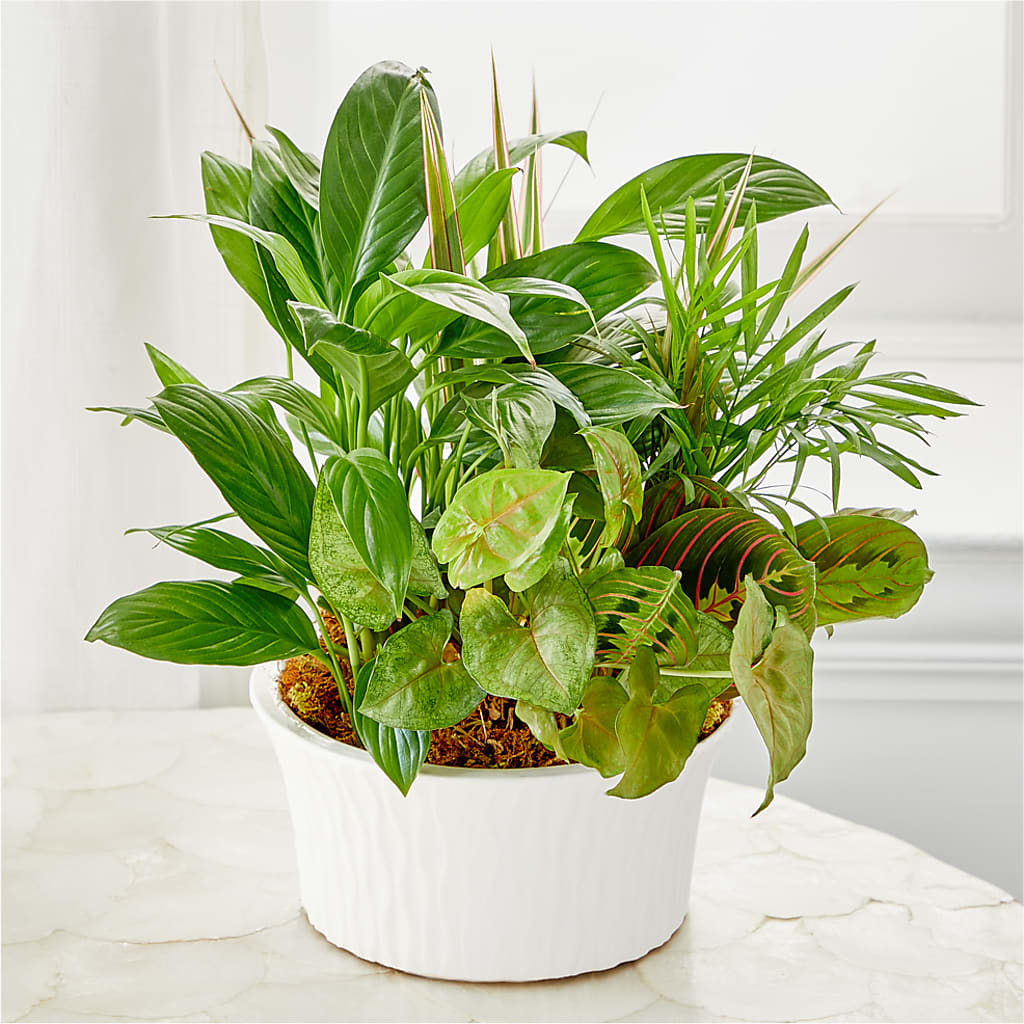 Balance & Harmony Dishgarden – Oak Ridge Floral Company Llc, Oak Ridge TN