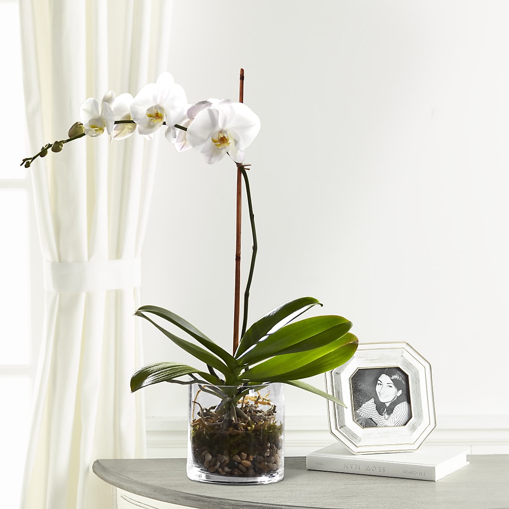 White Orchid Planter – Oak Ridge Floral Company Llc, Oak Ridge TN
