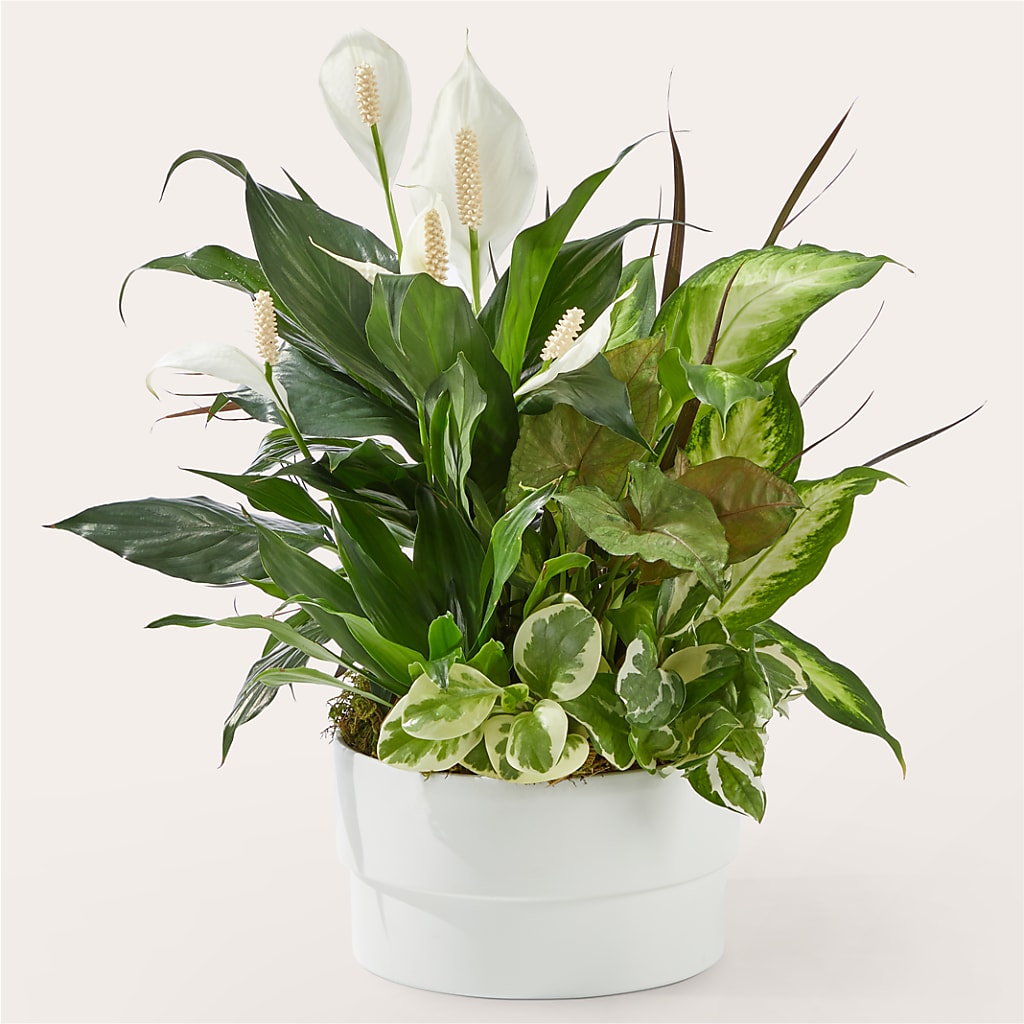 Radiating Positivity Dishgarden – Oak Ridge Floral Company Llc, Oak Ridge TN