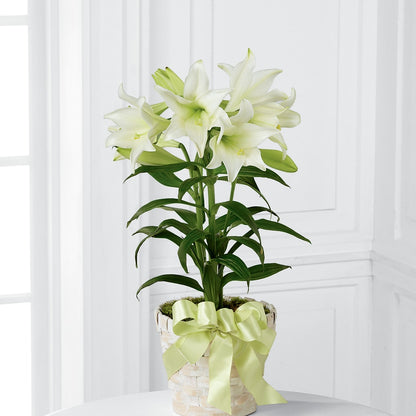 Easter Lily Plant –  Oak Ridge Floral Company Llc, Oak Ridge TN