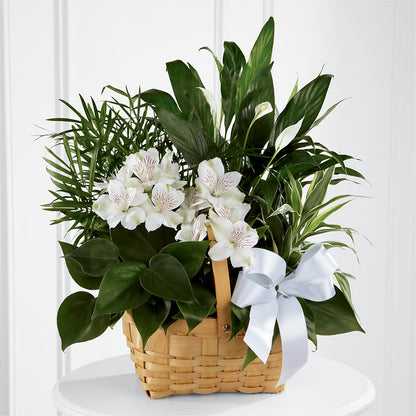 Peace & Serenity Dishgarden –  Oak Ridge Floral Company Llc, Oak Ridge TN