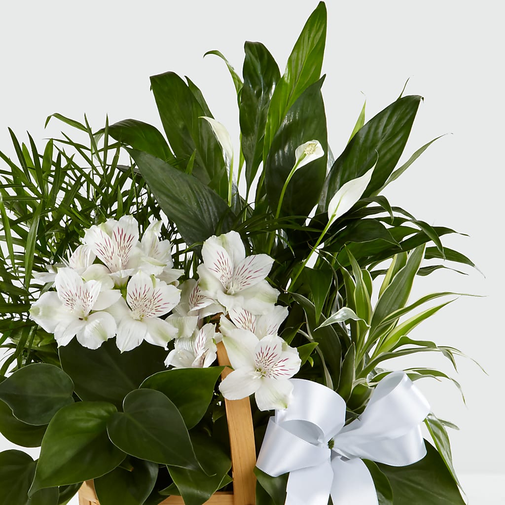 Peace & Serenity Dishgarden –  Oak Ridge Floral Company Llc, Oak Ridge TN