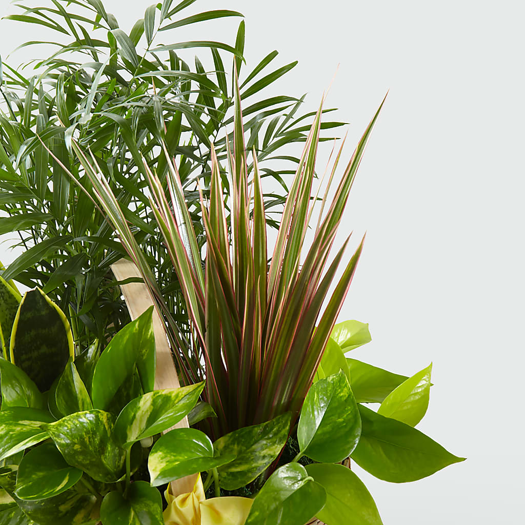 French Garden –  Oak Ridge Floral Company Llc, Oak Ridge TN