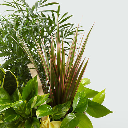 French Garden –  Oak Ridge Floral Company Llc, Oak Ridge TN