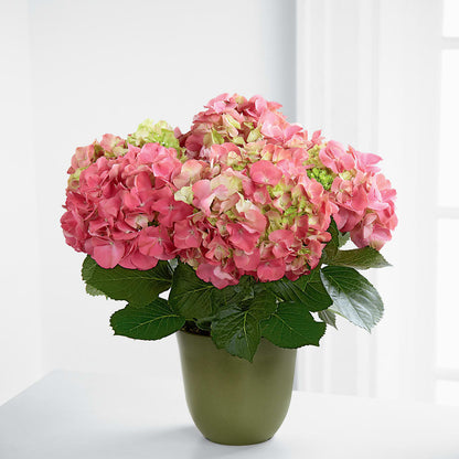 Pink Hydrangea Planter –  Oak Ridge Floral Company Llc, Oak Ridge TN