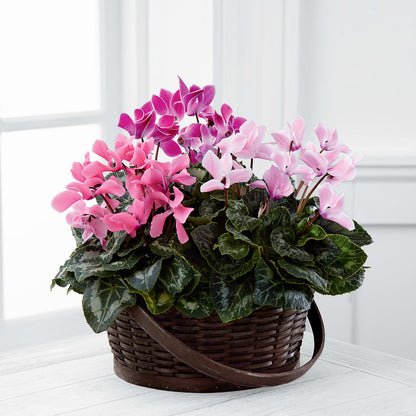 Mixed Cyclamen Planter –  Oak Ridge Floral Company Llc, Oak Ridge TN