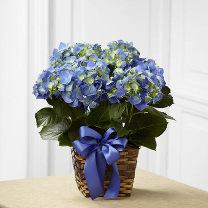 Blue Hydrangea Planter –  Oak Ridge Floral Company Llc, Oak Ridge TN