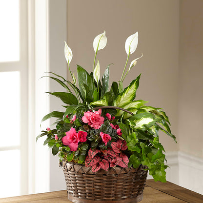 Dream in Pink Dishgarden –  Oak Ridge Floral Company Llc, Oak Ridge TN