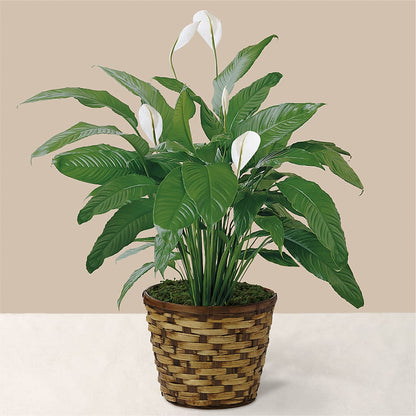 Tranquil Moments Peace Lily Plant –  Oak Ridge Floral Company Llc, Oak Ridge TN