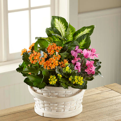 Color Crush Dishgarden –  Oak Ridge Floral Company Llc, Oak Ridge TN