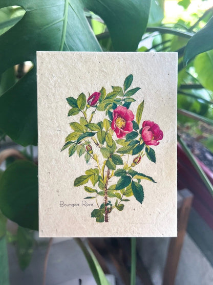 Plantable Gift Card: Botanical Seed Paper –  Oak Ridge Floral Company Llc, Oak Ridge TN