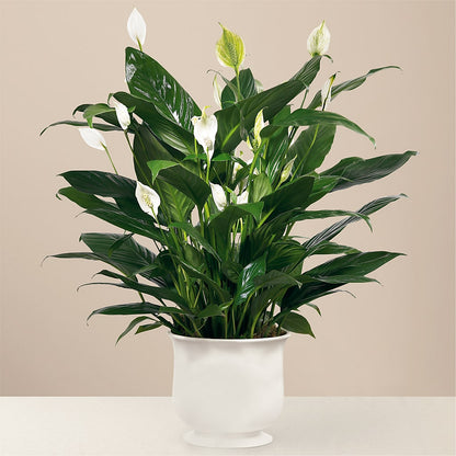Comfort Planter –  Oak Ridge Floral Company Llc, Oak Ridge TN