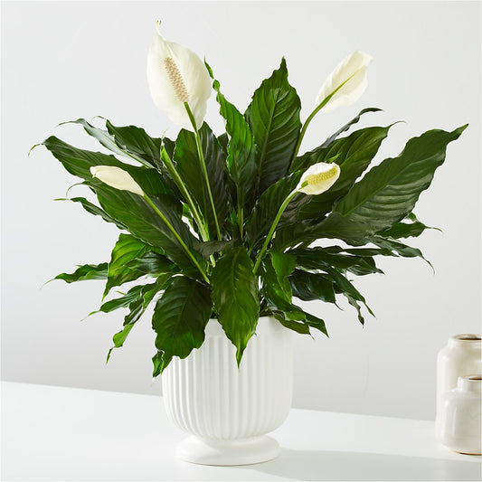 Comfort Planter –  Oak Ridge Floral Company Llc, Oak Ridge TN