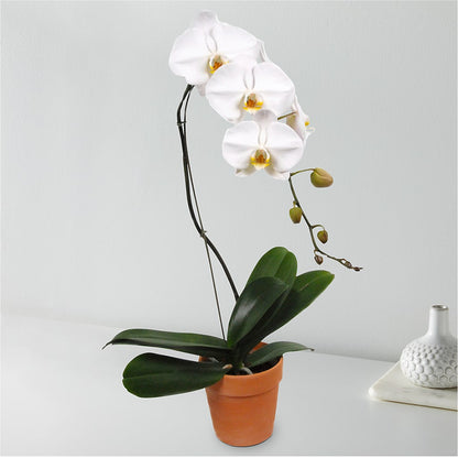 White Cascading Orchid –  Oak Ridge Floral Company Llc, Oak Ridge TN