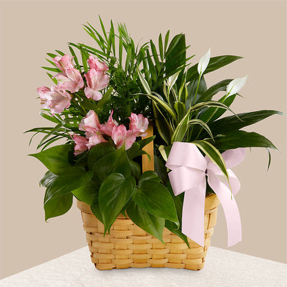 Living Spirit Dishgarden –  Oak Ridge Floral Company Llc, Oak Ridge TN