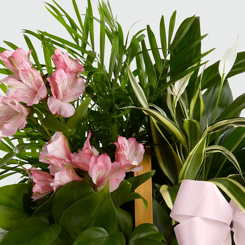 Living Spirit Dishgarden –  Oak Ridge Floral Company Llc, Oak Ridge TN