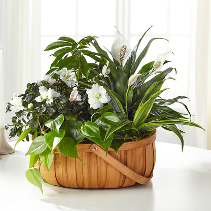 Serene Dishgarden –  Oak Ridge Floral Company Llc, Oak Ridge TN