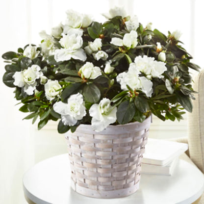 White Azalea Plant –  Oak Ridge Floral Company Llc, Oak Ridge TN