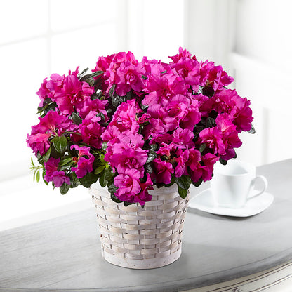 Hope & Serenity Azalea Plant –  Oak Ridge Floral Company Llc, Oak Ridge TN