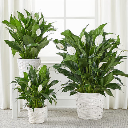 A New Leaf Peace Lily –  Oak Ridge Floral Company Llc, Oak Ridge TN