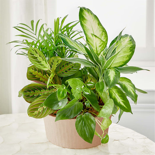 Balance & Harmony Dishgarden –  Oak Ridge Floral Company Llc, Oak Ridge TN