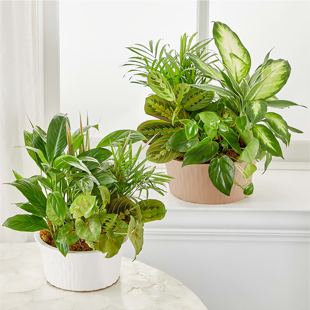 Balance & Harmony Dishgarden –  Oak Ridge Floral Company Llc, Oak Ridge TN