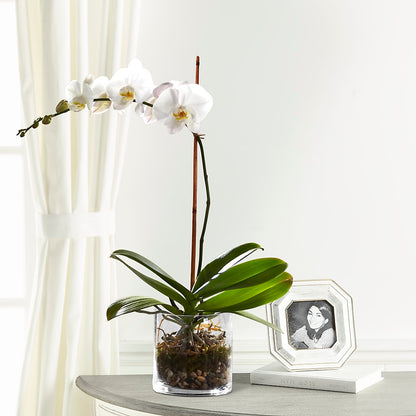 White Orchid Planter –  Oak Ridge Floral Company Llc, Oak Ridge TN