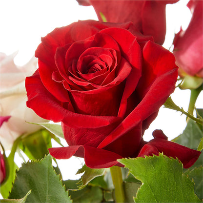 Love Notes Rose Bouquet –  Oak Ridge Floral Company Llc, Oak Ridge TN
